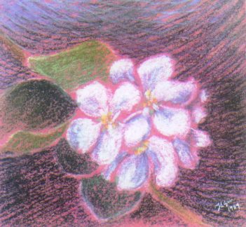 Epleblom med rosa skjær