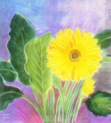 Vital Gerbera