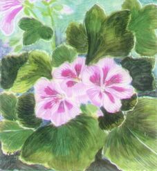 Pelargonium