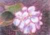 Epleblom med rosa skjær